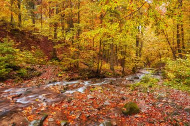 hızlı dağ nehir Güz.