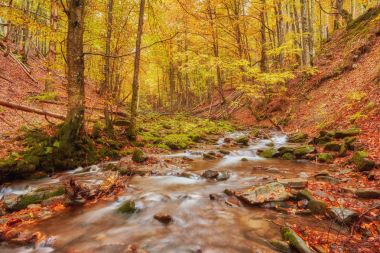 Orman, altın sonbahar Avrupa peyzaj sonbahar stream