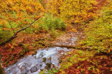 Orman, altın sonbahar Avrupa peyzaj sonbahar stream