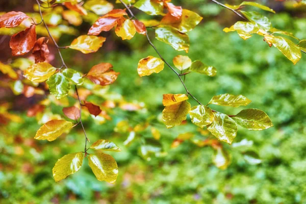 Achtergrond textuur van gele bladeren — Stockfoto