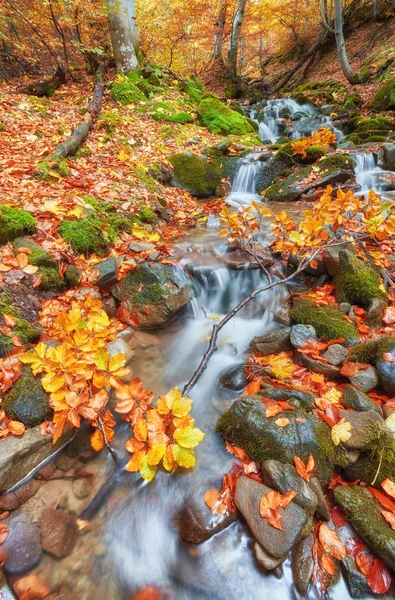 Herbst Bachwälder mit gelben Bäumen Laub und Felsen im Wald — Stockfoto