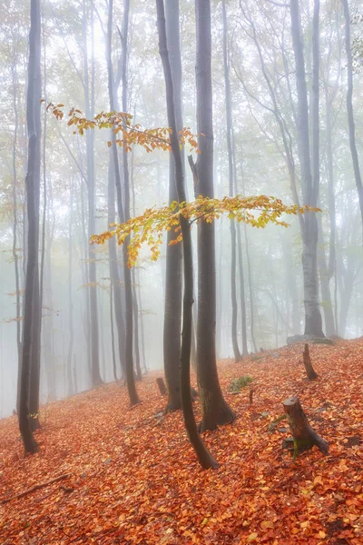 Δάσος μονοπάτι στο βουνό στο ημέρα του φθινοπώρου. — Φωτογραφία Αρχείου
