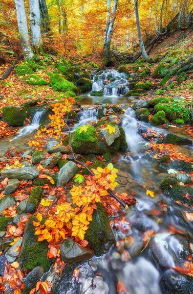 rapid mountain river in autumn.