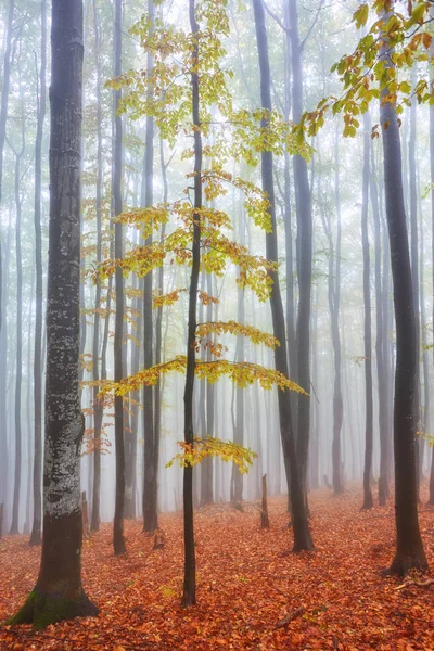 Leśną w górach na jesienny dzień. — Zdjęcie stockowe
