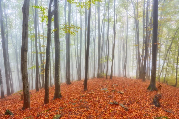 Orman iz sonbahar günü dağlarda.