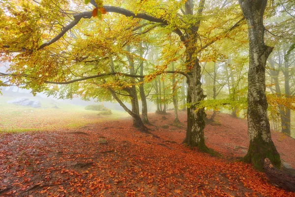 Sfondo texture di foglie gialle — Foto Stock