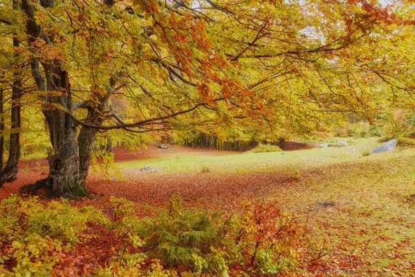 Coleção de belas folhas coloridas de outono — Fotografia de Stock