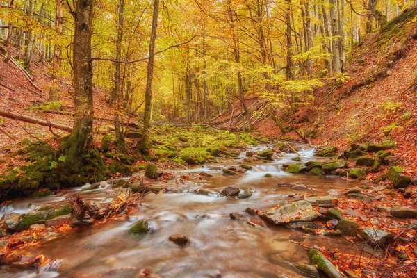 Arroyo de otoño en el bosque, oro otoño paisaje europeo — Foto de Stock