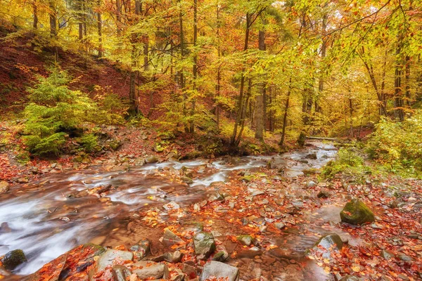 Autumn creek woods with yellow trees foliage and rocks in forest