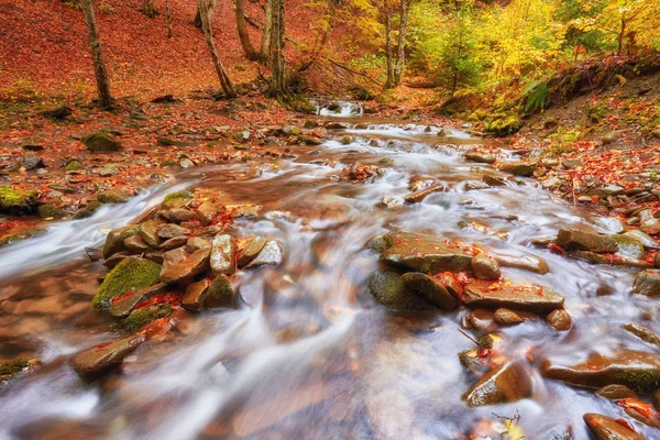Sarı ağaç bitki örtüsü ve orman kayalara sonbahar creek koruyu