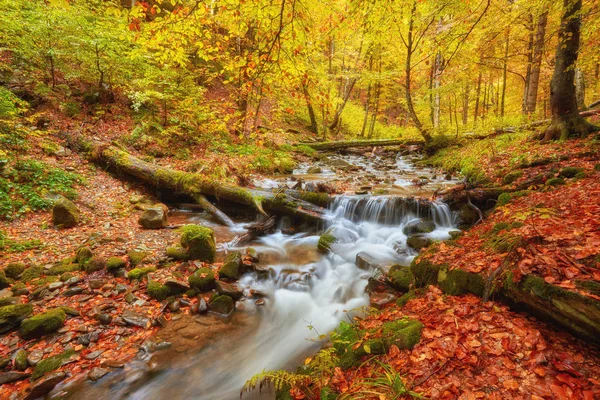 Autumn stream in the forest, gold autumn European landscape — Stock Photo, Image