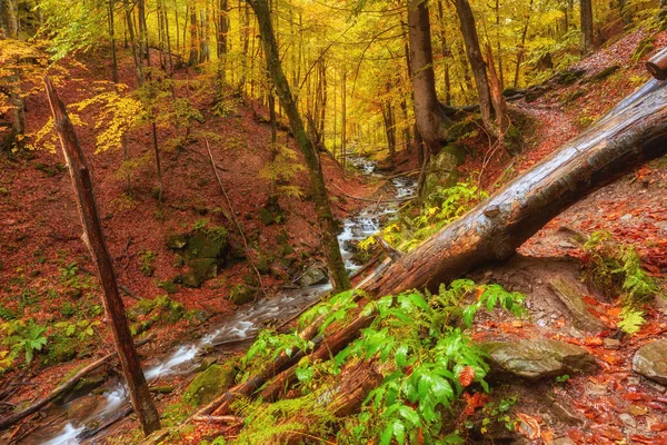 Autumn creek woods with yellow trees foliage and rocks in forest