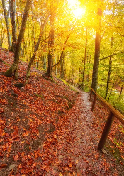 Colección de hermosas hojas coloridas de otoño — Foto de Stock