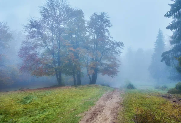 Sisli ahşap sonbahar manzara