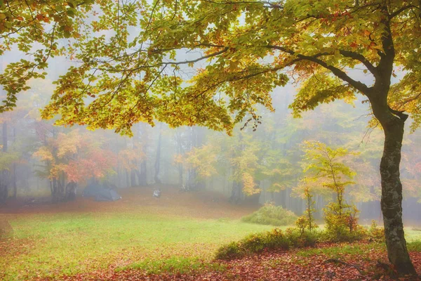 Sentiero forestale in montagna il giorno d'autunno . — Foto Stock