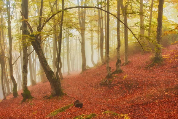 森林步道在山上在秋季的一天. — 图库照片