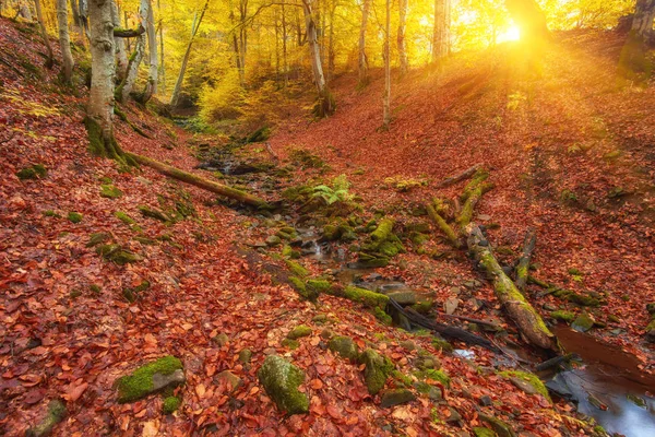 Пейзаж Ницца фантазии Лес с ручьем в золотую осень . — стоковое фото