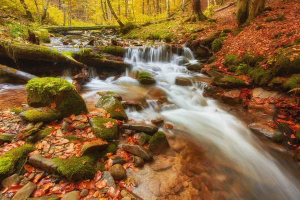 Orman, altın sonbahar Avrupa peyzaj sonbahar stream