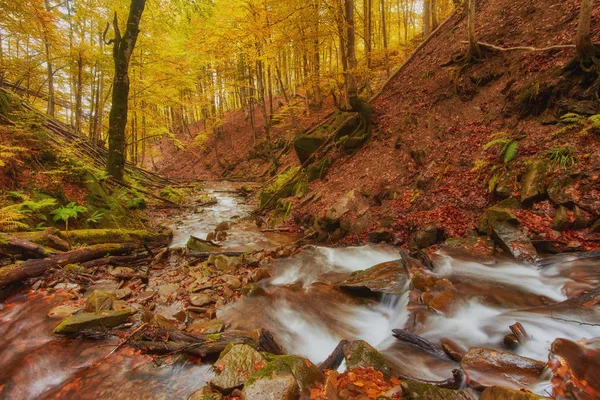 Autumn creek woods with yellow trees foliage and rocks in forest