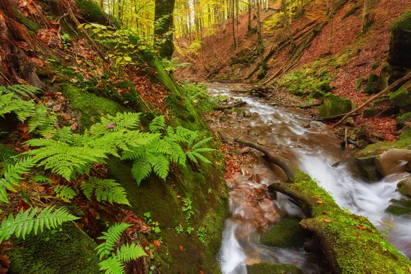 Autumn river. Colorful forest above mountain river. Water under — Stock Photo, Image