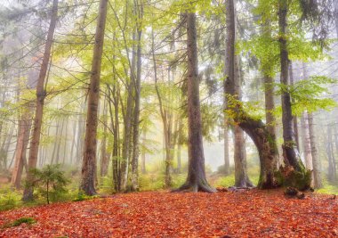 Orman iz sonbahar günü dağlarda.