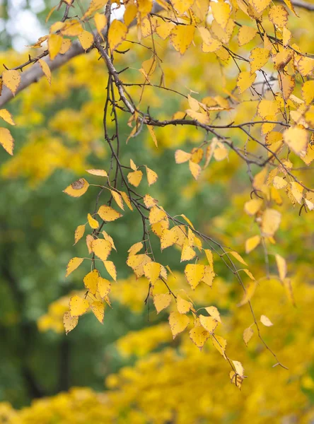 Autumn leaves of a birch tree — Stock Photo, Image