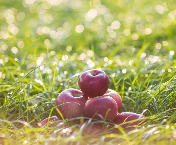 Czerwone jabłka na trawie pod jabłonią. Tło jesień - fallen zielony ziemia w ogrodzie. — Zdjęcie stockowe