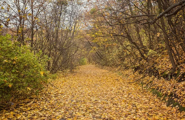 Camino en otoño parque con hojas doradas —  Fotos de Stock