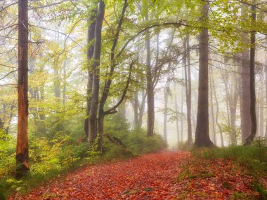 Orman iz sonbahar günü dağlarda.