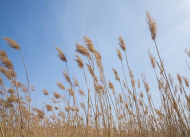 Parlak doğal arka plan ile gündoğumu