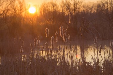 Siluet çimen çiçek 