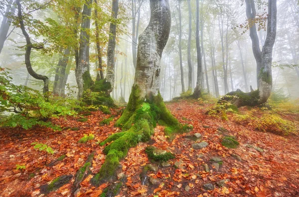 Δάσος μονοπάτι στο βουνό στο ημέρα του φθινοπώρου. — Φωτογραφία Αρχείου
