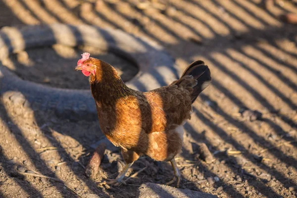 Roosters walking on the street — Stock Photo, Image