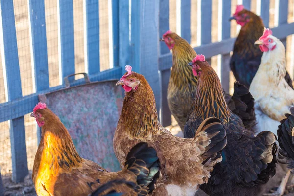 Gallos caminando por la calle — Foto de Stock