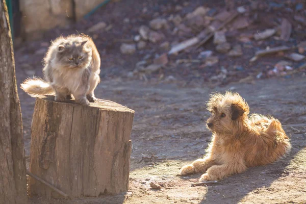 Hond en kat beste vrienden spelen samen buiten. — Stockfoto