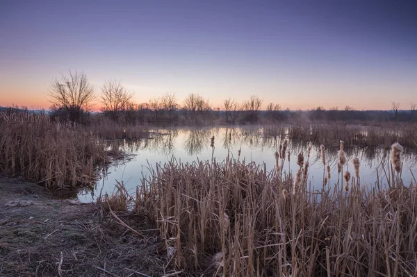 River and spring forest. — Stock Photo, Image