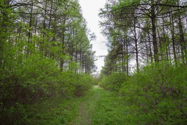 Bosque de abedul a la luz del sol — Foto de Stock