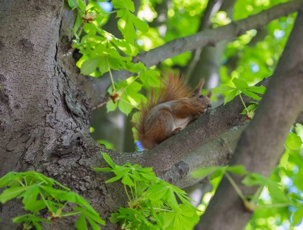 Veverka barva hlodá ořechy na stromě — Stock fotografie
