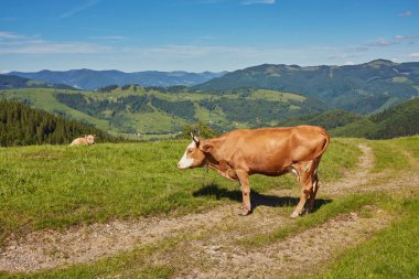 Yeşil dağlar ve inekler çayırda
