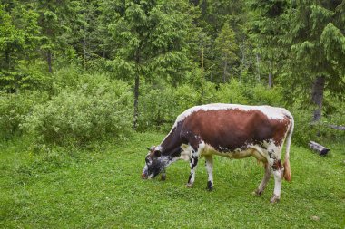 Yeşil dağlar ve inekler çayırda