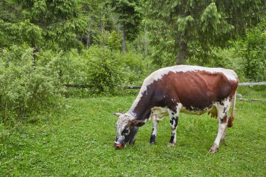 Yeşil dağlar ve inekler çayırda