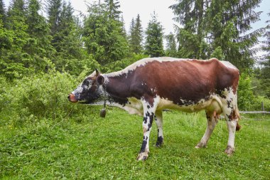 Yeşil dağlar ve inekler çayırda