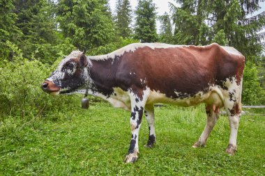 Yeşil dağlar ve inekler çayırda