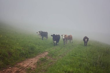 İnekler Sisteki: sıcak ışık ve sis c kapsayan bir battaniye