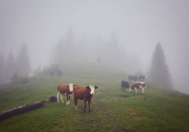 İnekler Sisteki: sıcak ışık ve sis c kapsayan bir battaniye