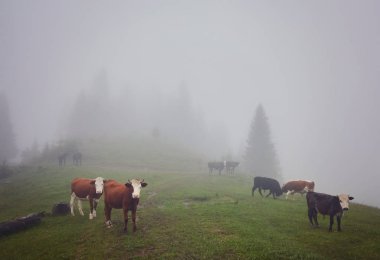 Yeşil dağlar ve inekler çayırda
