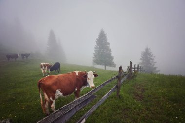 Yeşil dağlar ve inekler çayırda