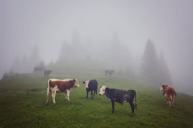 Yeşil dağlar ve inekler çayırda