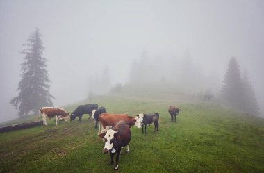 İnekler Sisteki: sıcak ışık ve sis c kapsayan bir battaniye