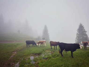 İnekler Sisteki: sıcak ışık ve sis c kapsayan bir battaniye